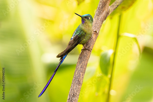 A Violet-tailed Sylph in Ecuador photo