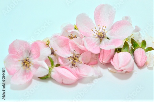 pink cherry blossom,pembe çiçek,çiçek tablo,tomurcuk çiçekler