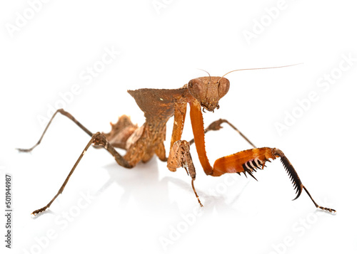 Deroplatys desiccata  in studio photo