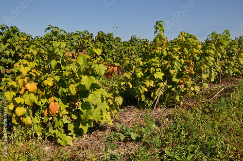 Rustic plantation of blackcurrant bushes in sunny weather