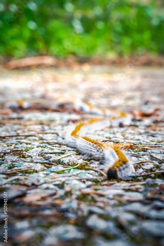 Pine processionary larvae marching in characteristic fashion. Sinuous line nose-to-tail columns queued. Lepidoptera caterpillar macro photograph with shallow depth of field, selective focus on hairs.