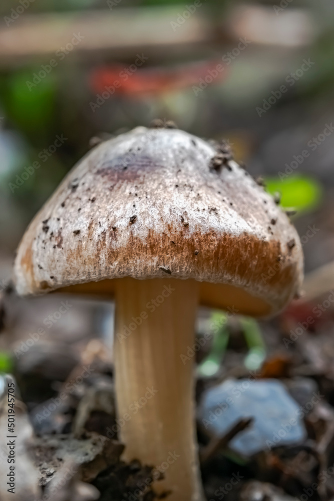 Entoloma mediterraneense ground level view macro photograph of a wild forest Entolome mushroom, with blurred background, selective focus on foreground. Soil on the top of the cap. Entoloma mediterraneense ground level view macro photograph of a wild forest Entolome mushroom, with blurred background, selective focus on foreground. Soil on the top of the cap.