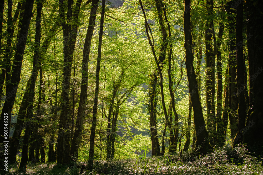 les sous bois d'une forêt verdoyante et ensoleillée