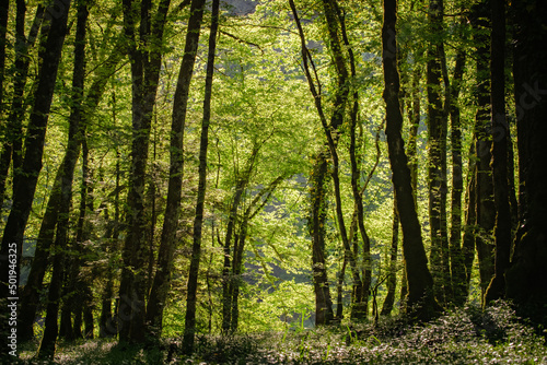 les sous bois d'une forêt verdoyante et ensoleillée © Olivier Tabary
