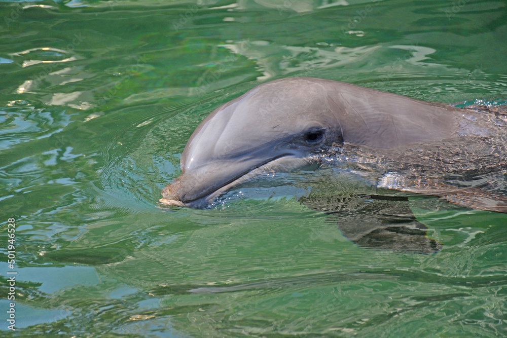 Fototapeta premium Dolphin watching