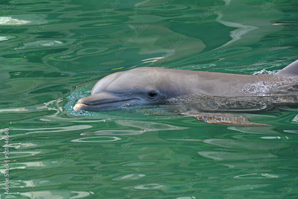 Obraz premium Dolphin watching