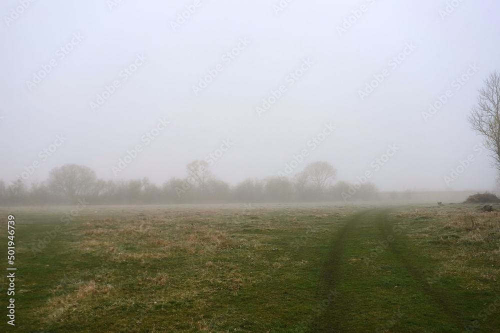 Fabulous rural landscape. Beautiful meadow on a foggy spring morning. Medium and tall trees are shrouded in fog. The beauty of the native land. Fabulous rural landscape. Beautiful meadow on a foggy spring morning. Medium and tall trees are shrouded in fog. The beauty of the native land.