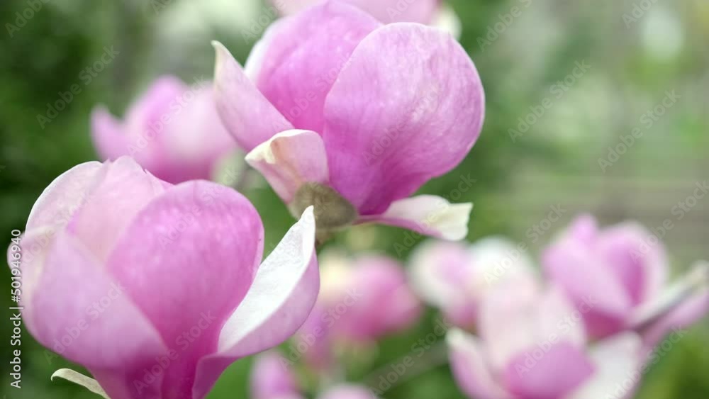 Beautiful pink flower of blooming magnolia tree on a branch close up. Beautiful pink flower of blooming magnolia tree on a branch close up.