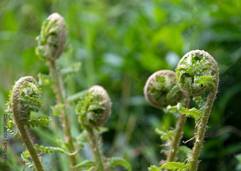 Farnkraut, austreibende Wedel im Frühling Farnkraut, austreibende Wedel im Frühling