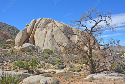View of large boulder and interesting tree while visiting Joshua Tree National Park in southern California