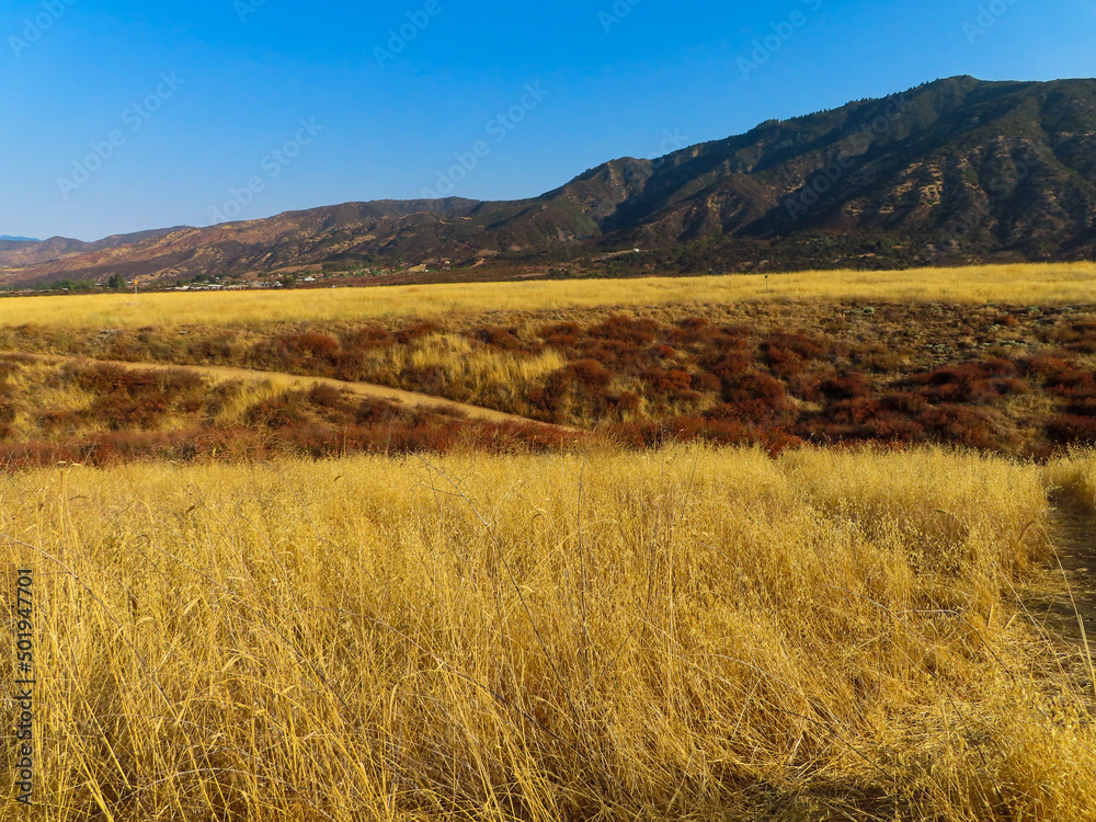 A Summer Grassland Meadow with Yellow Dry Grass in Summer
