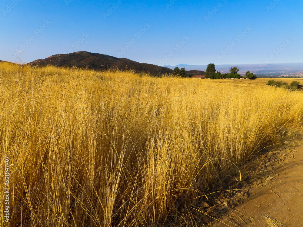 Obraz premium A Summer Grassland Meadow with Yellow Dry Grass in Summer