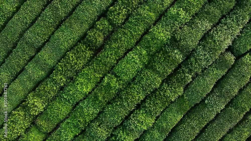 Drone traveling scene from rural landscape of a tea plantation Drone traveling scene from rural landscape of a tea plantation