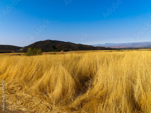 A Summer Grassland Meadow with Yellow Dry Grass in Summer