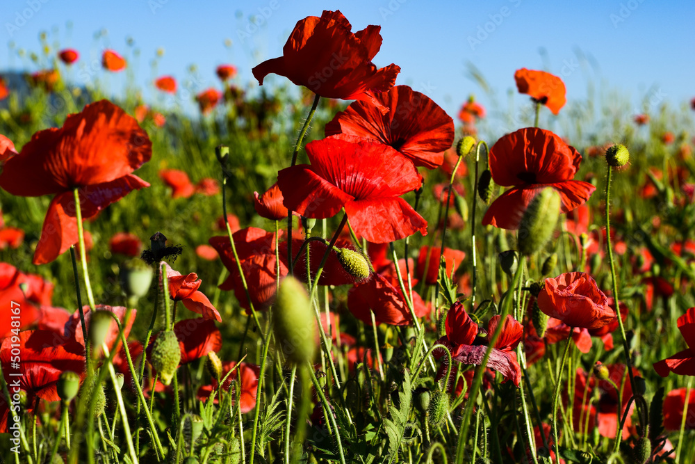 Obraz premium Mohnblumen