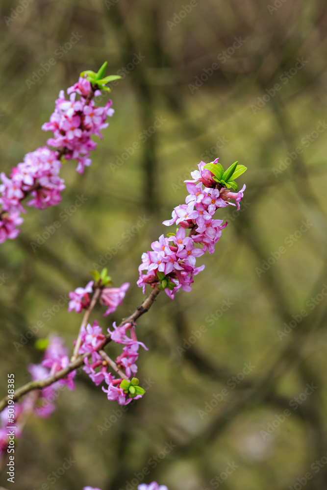 Ordinary wolfberry , or deadly wolfberry , or common wolfberry , or Wolf's bast , or Wolf berries , or Plokhovets, or Pukhlyak ( lat. Daphne mezereum ) in bloom Ordinary wolfberry , or deadly wolfberry , or common wolfberry , or Wolf's bast , or Wolf berries , or Plokhovets, or Pukhlyak ( lat. Daphne mezereum ) in bloom