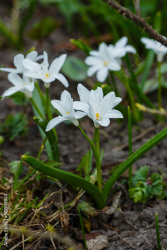 Scilla luciliae is a perennial bulbous plant  species of the genus Scilla ( Scilla ) of the Asparagus family © Flower_Garden