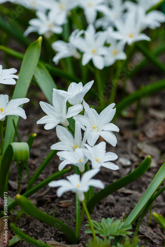 Scilla luciliae is a perennial bulbous plant; species of the genus Scilla ( Scilla ) of the Asparagus family photo