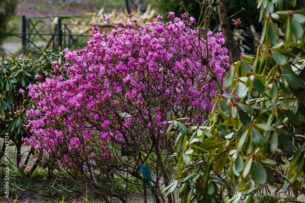 Dahurian rhododendron ( lat. Rhododendron dauricum ) is a deciduous or evergreen shrub common in Asia east of the Altai Mountains Dahurian rhododendron ( lat. Rhododendron dauricum ) is a deciduous or evergreen shrub common in Asia east of the Altai Mountains