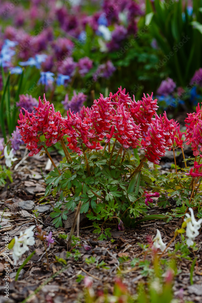 Obraz premium Corydalis pionolifolia ( lat. Corydalis paeoniifolia ) is a species of herbaceous plants of the Corydalis genus