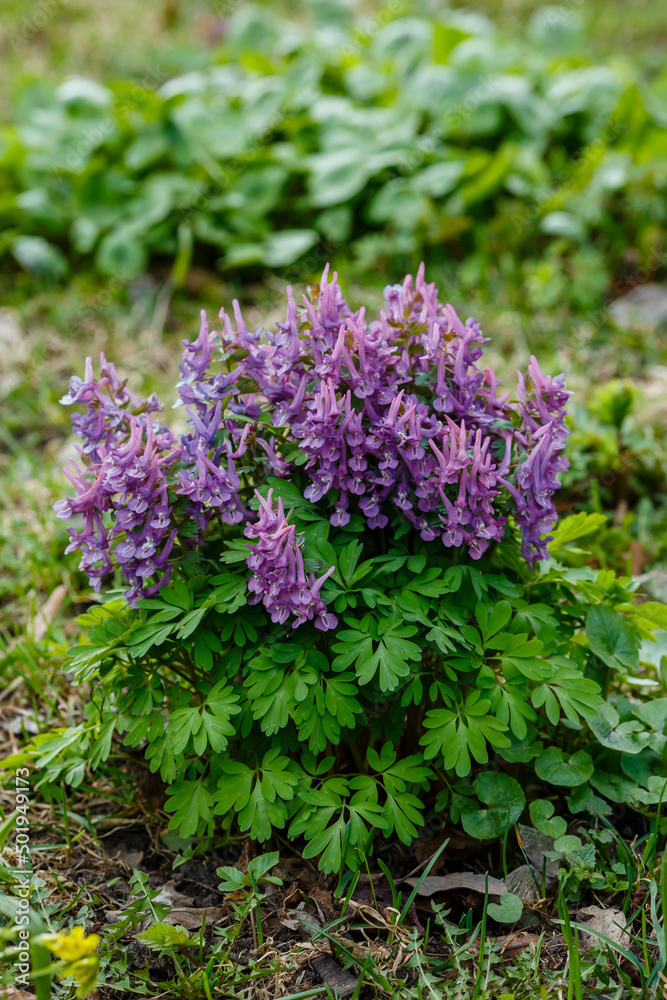 Obraz premium Corydalis pionolifolia ( lat. Corydalis paeoniifolia ) is a species of herbaceous plants of the Corydalis genus
