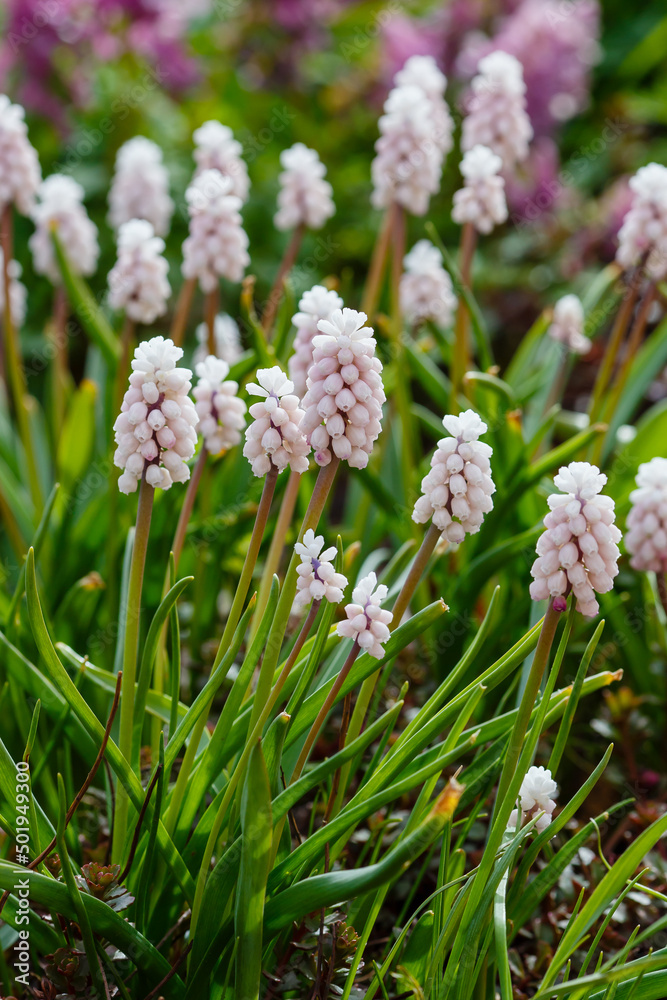 Pink flowers of Grape hyacinth, also known as Muscari armeniacum Pink flowers of Grape hyacinth, also known as Muscari armeniacum