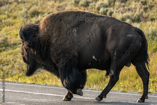 Full Body of Male Bison Three Quarter View Walks On Road Surface