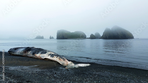 Sperm whale washed ashore photo