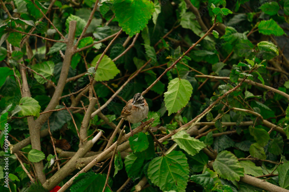 Fototapeta premium Small sparrow bird perched on the branches of a tree.