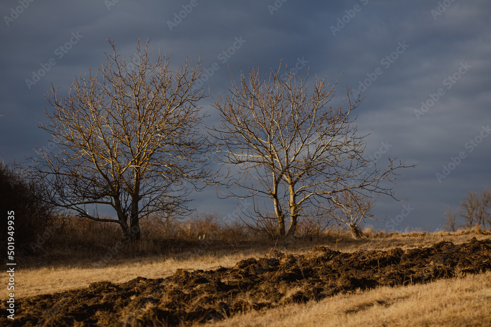 trees in the field and grey clouds trees in the field and grey clouds