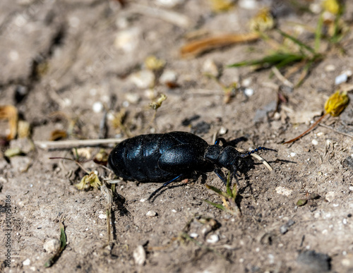 beetle on the ground © Robert L Parker