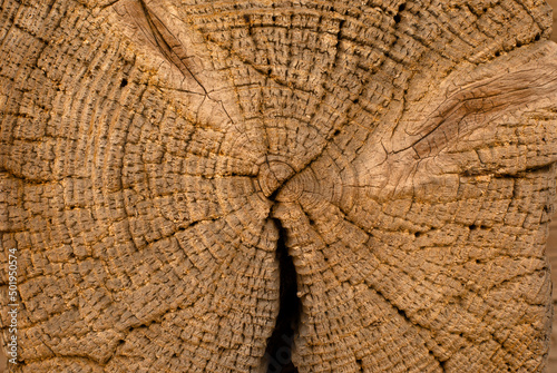 Cross section of a tree trunk. Wood background.