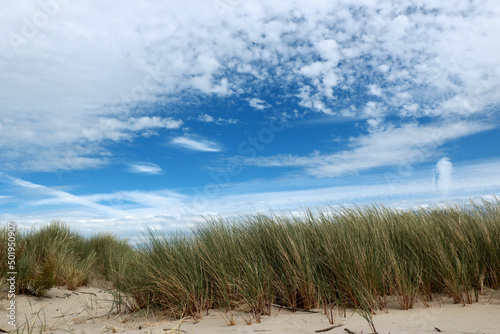 grasses and dunes, Zwin, Belgium © Susy