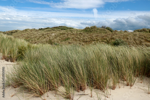 grasses and dunes, Zwin, Belgium photo