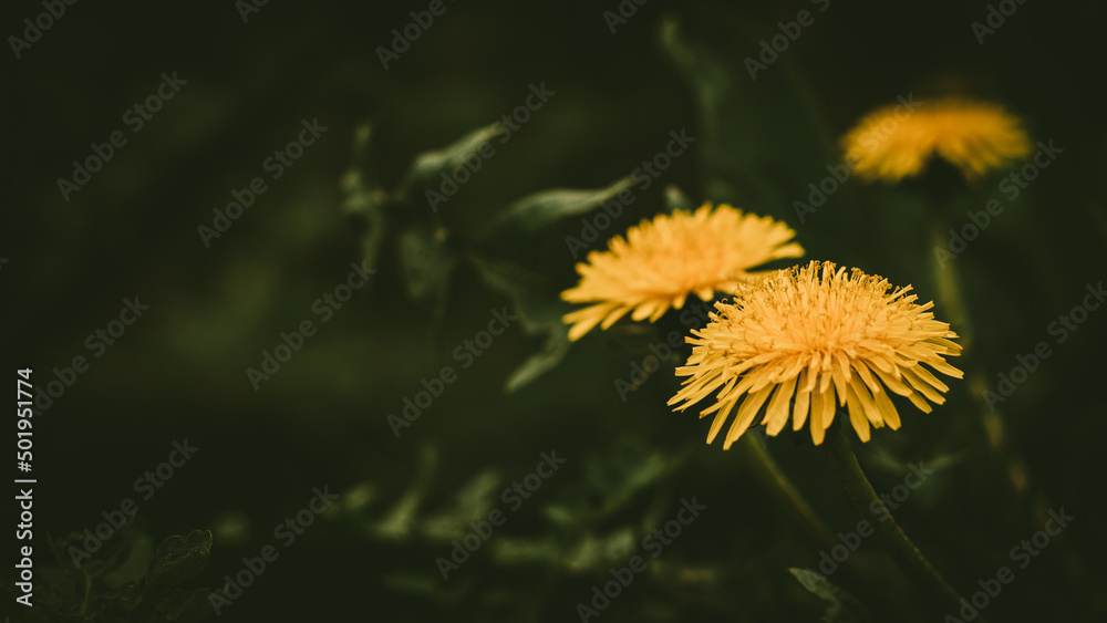 yellow dandelion flowers, green lawn, spring flowers