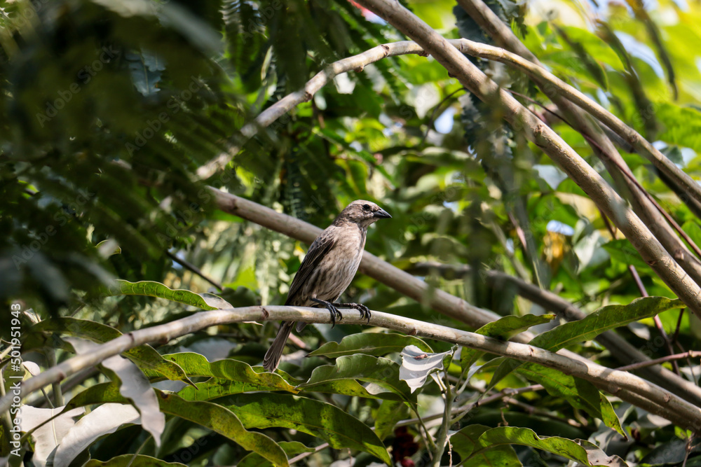 Small bird standing on a tree branch looking for food. Small bird standing on a tree branch looking for food.