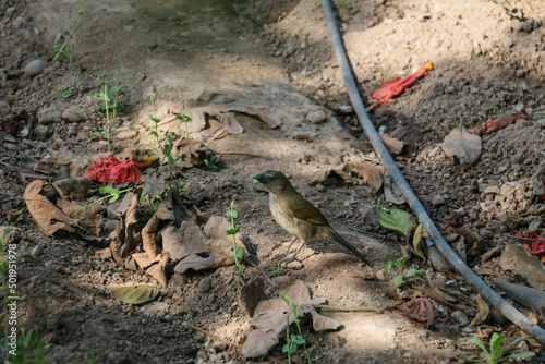 Wallpaper Mural Small bird standing on the ground on a plastic hose looking for food. Torontodigital.ca
