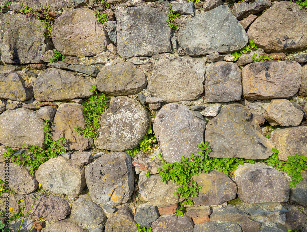 A plant on a stone wall. Plants grow on an old stone wall. Old masonry. Remains of ancient architecture.