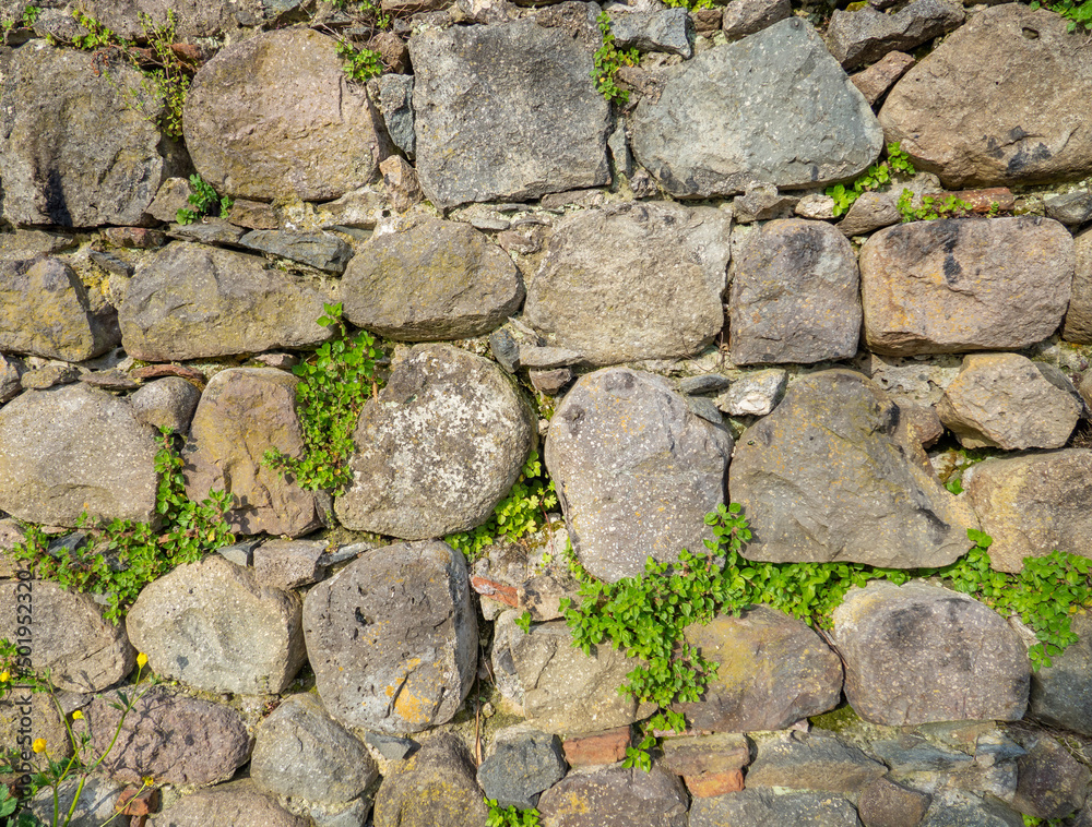 A plant on a stone wall. Plants grow on an old stone wall. Old masonry. Remains of ancient architecture. A plant on a stone wall. Plants grow on an old stone wall. Old masonry. Remains of ancient architecture.