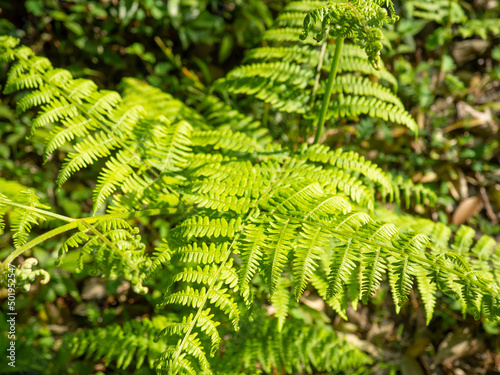 Fern leaves under the rays of the sun. Early spring greenery. Leaves and sun. Natural background.