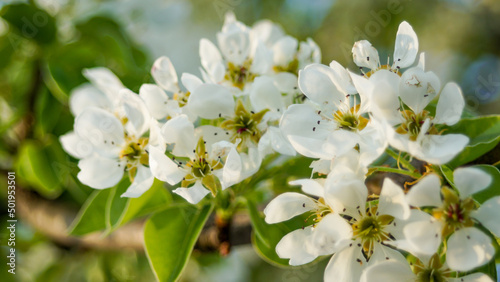 pear inflorescences, white flowers, fruit trees © Oleg