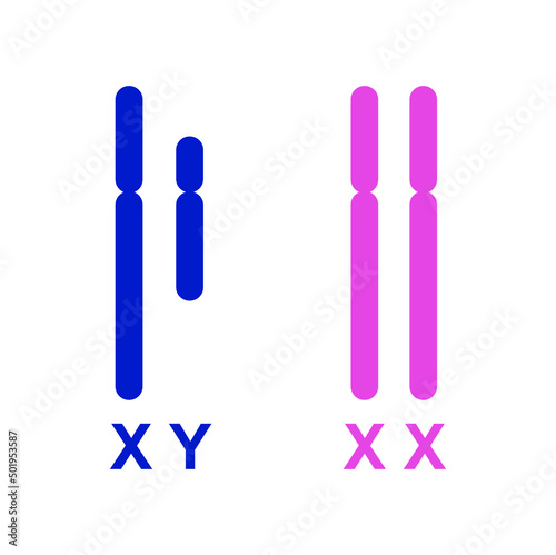 Colorful Illustration Of Human Sex Chromosomes. XY Sex Determination System. X And Y Chromosomes. Vector Illustration.