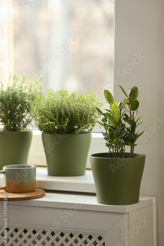 Different aromatic potted herbs on windowsill indoors