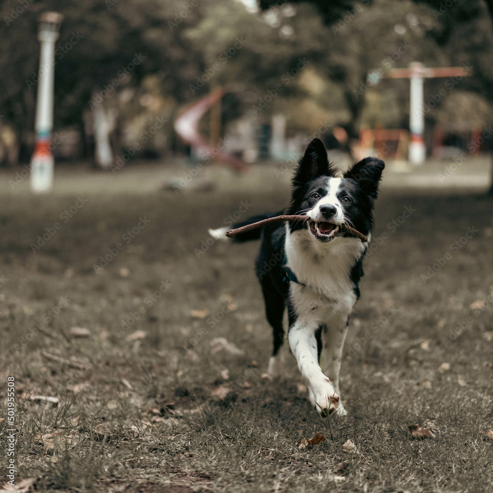 border
collie
dog
autumn
puppy
collie
border
collie
dog
autumn
puppy
collie