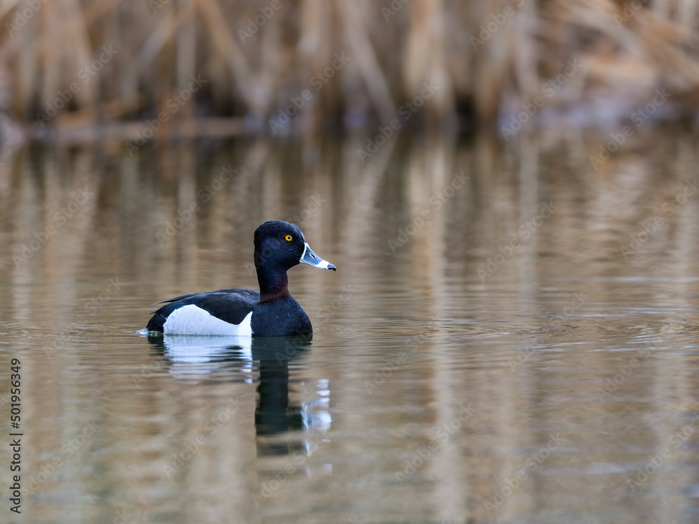 Male Ring-necked Duck swimming in green water in spring Male Ring-necked Duck swimming in green water in spring