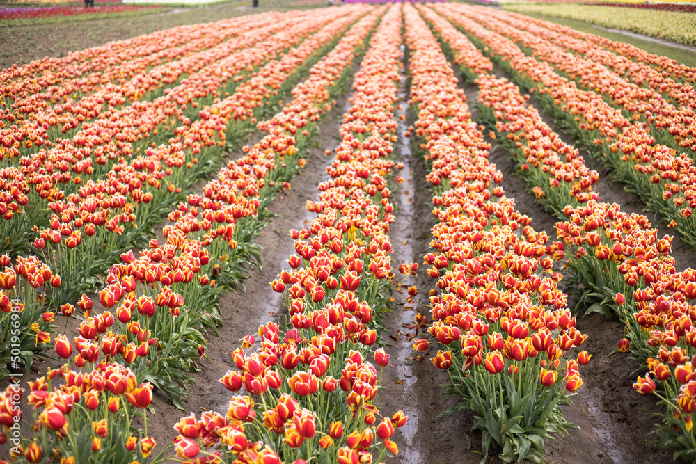 Wooden shoe tulips field. Selective focus.