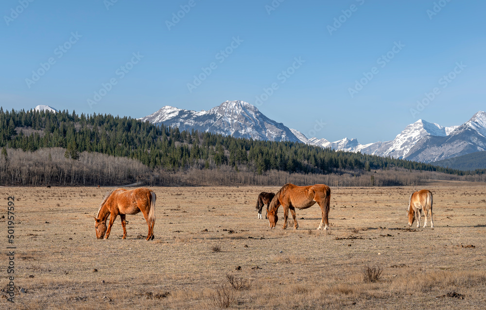 Horses graze in a pasture in the Rocky Mountain foothills located on the Stoney Indian Reserve, Alberta, Canada