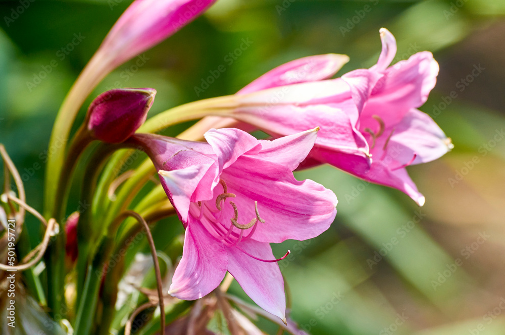 flor rosa flor rosa