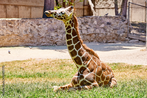 giraffa photo