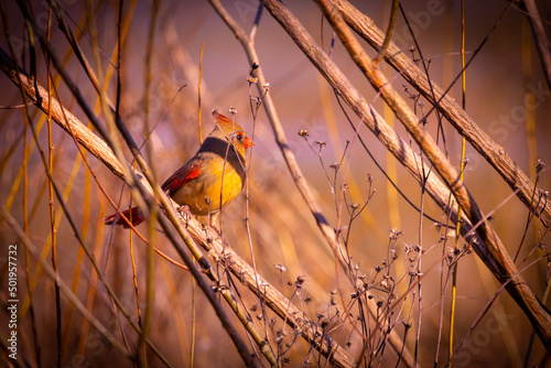 bird on a branch